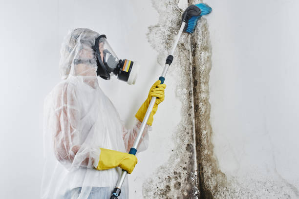 Best Toxic Mold Removal  in East Foothills, CA