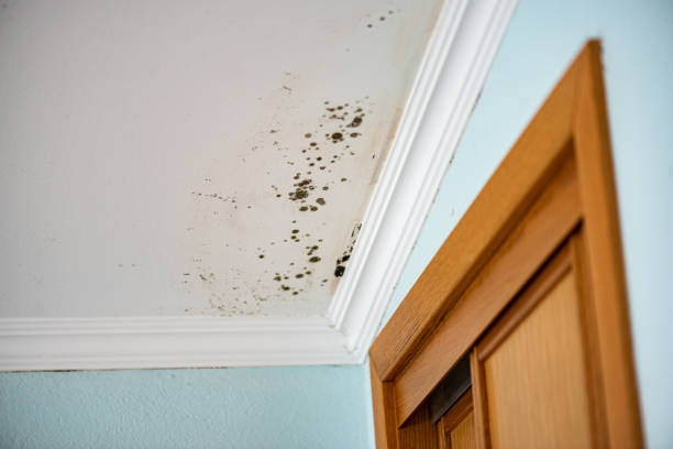 Best Mold Remediation  in East Foothills, CA