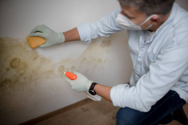 Best Fast Mold Removal  in East Foothills, CA