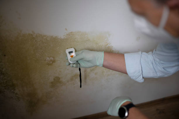 Certified Mold Removal in East Foothills, CA