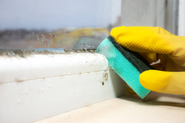 Attic Mold Removal in East Foothills, CA