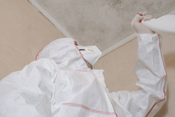 Best Certified Mold Removal  in East Foothills, CA