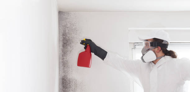 Best Certified Mold Removal  in East Foothills, CA