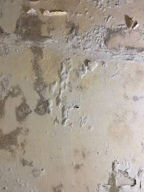 Professional Mold Removal in East Foothills, CA