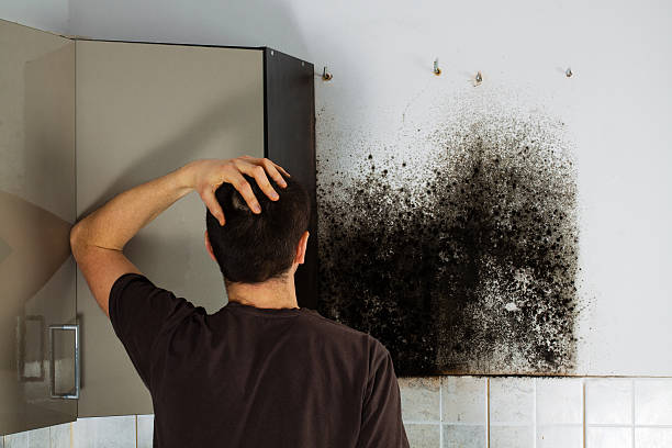 Best Professional Mold Removal  in East Foothills, CA