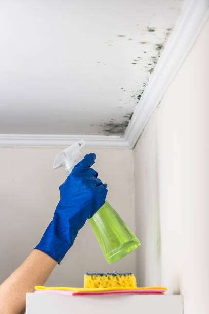 Best Black Mold Removal  in East Foothills, CA