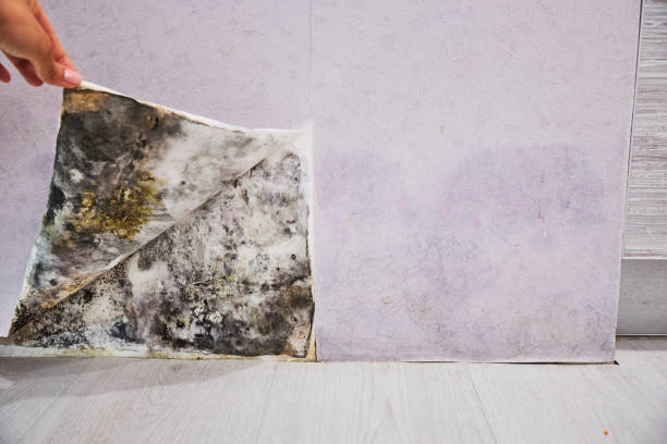 Best Mold Removal Company Near Me  in East Foothills, CA
